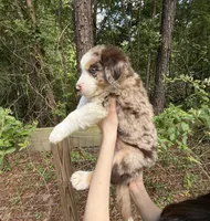 Ranger, a male Australian Shepherd and Border Collie for sale in Dawsonville, GA – Photo 2 of 3