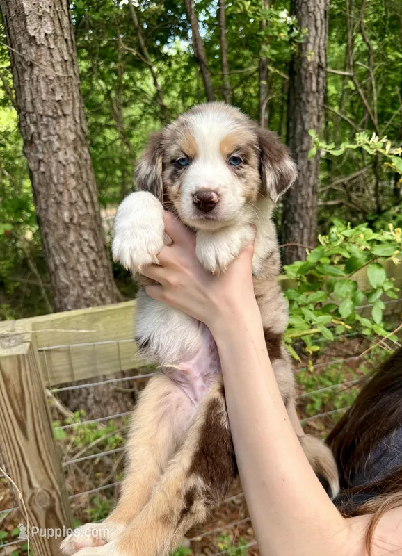 Ranger – Australian Shepherd, Border Collie puppy for sale in Dawsonville, GA
