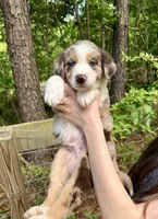 Ranger, a male Australian Shepherd and Border Collie for sale in Dawsonville, GA – Photo 1 of 3