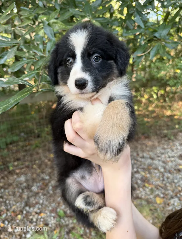 Precious  – Australian Shepherd, Border Collie puppy for sale in Dawsonville, GA
