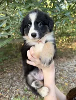 Precious , a female Australian Shepherd and Border Collie for sale in Dawsonville, GA – 1 of 2