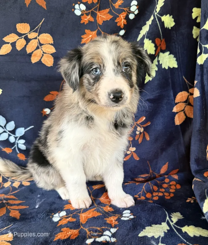 Aspen – Australian Shepherd, Border Collie puppy for sale in Dawsonville, GA