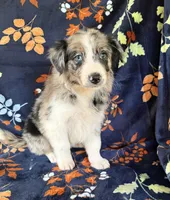 Aspen, a female Australian Shepherd and Border Collie for sale in Dawsonville, GA – 1 of 3