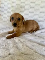 Daisy , a female Chihuahua and Miniature Dachshund for sale in Dawsonville, GA – 1 of 2