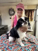Mafia, a male Japanese Chin for sale in Willard, MO – 2 of 2