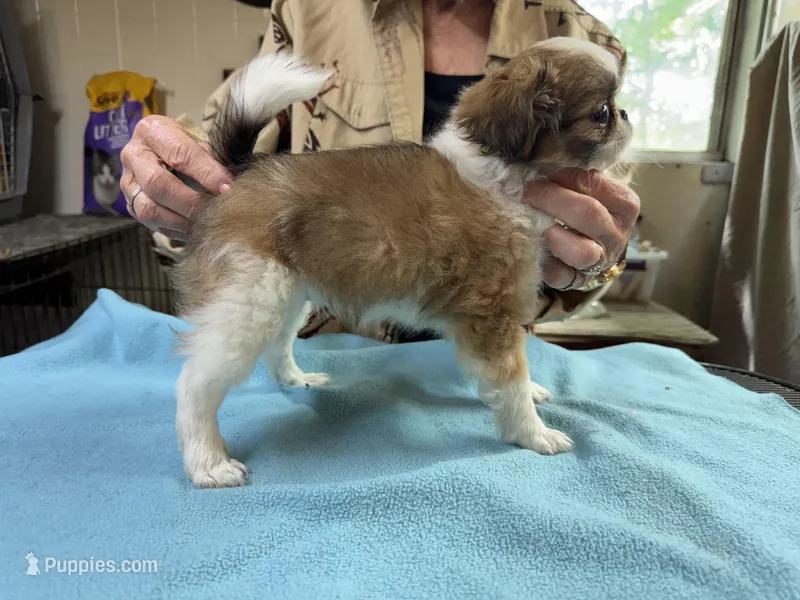 Sable  – Japanese Chin puppy for sale in Willard, MO