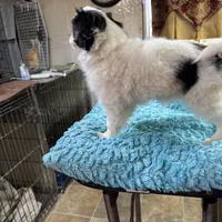 Female , a female Japanese Chin for sale in Willard, MO – Photo 2 of 2