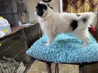 Female , a female Japanese Chin for sale in Willard, MO – Photo 2 of 2