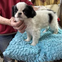 Female , a female Japanese Chin for sale in Willard, MO – Photo 1 of 2