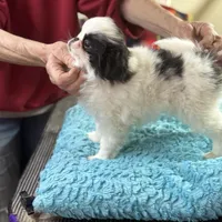 Male, a male Japanese Chin for sale in Willard, MO – Photo 1 of 2