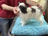 Male, a female Japanese Chin for sale in Willard, MO – Photo 1 of 2