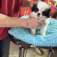 Male, a male Japanese Chin for sale in Willard, MO – Photo 2 of 2