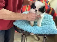 Male, a female Japanese Chin for sale in Willard, MO – Photo 2 of 2