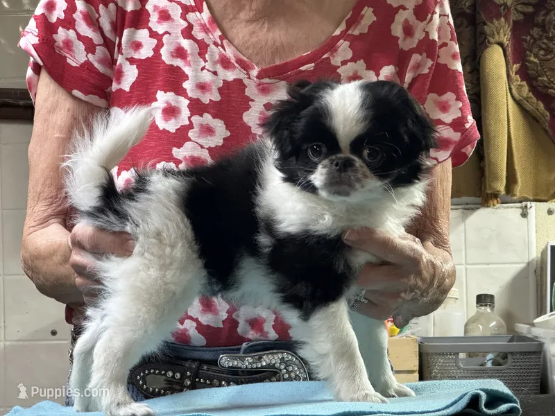 Black and White  – Japanese Chin puppy for sale in Willard, MO