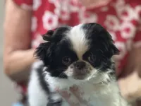 Black and White , a female Japanese Chin for sale in Willard, MO – 2 of 3