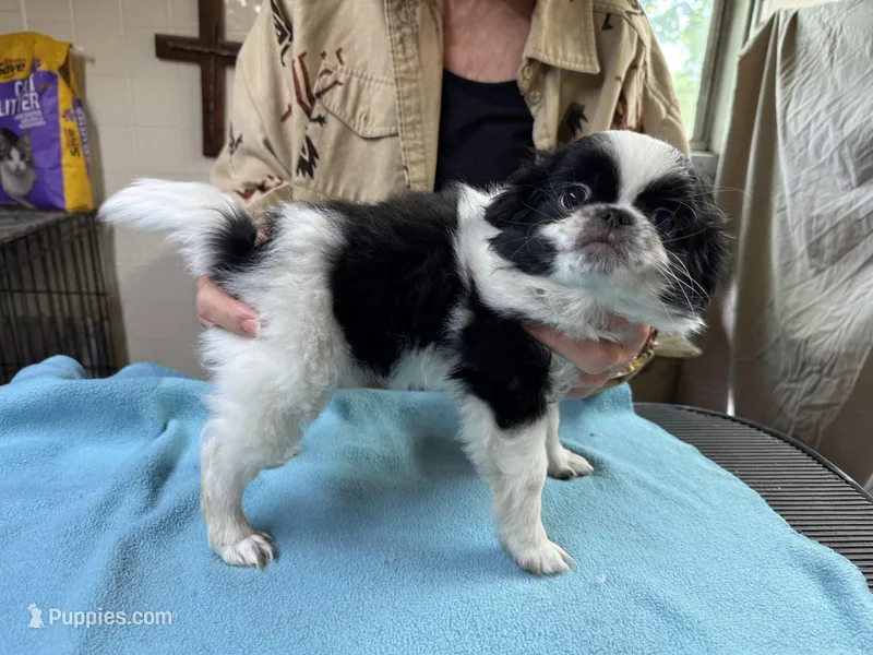 Black and White  – Japanese Chin puppy for sale in Willard, MO