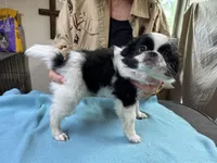 Black and White , a female Japanese Chin for sale in Willard, MO – 1 of 1