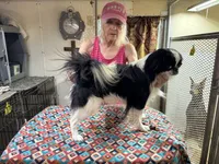 Mafia, a male Japanese Chin for sale in Willard, MO – 1 of 2