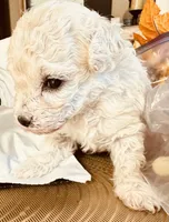 Jon SNOW , a male Poodle - Toy  for sale in Henderson, TN – 1 of 4