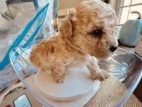 Rosie , a female Poodle - Toy  for sale in Henderson, TN – 4 of 4