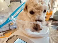 Jon SNOW , a male Poodle - Toy  for sale in Henderson, TN – 4 of 4