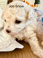 Jon SNOW , a male Poodle - Toy  for sale in Henderson, TN – 2 of 4