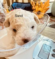 Sand , a male Poodle - Toy  for sale in Henderson, TN – 3 of 3