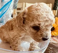 Rosie , a female Poodle - Toy  for sale in Henderson, TN – 2 of 4