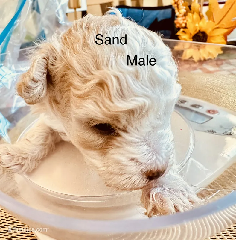 Sand , a male Poodle - Toy  for sale in Henderson, TN – 1 of 3