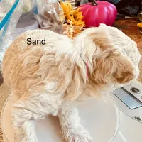Sand , a male Poodle - Toy  for sale in Henderson, TN – 2 of 3