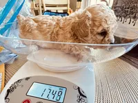 Rosie , a female Poodle - Toy  for sale in Henderson, TN – 3 of 4