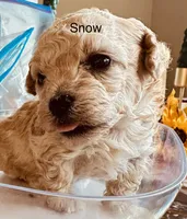 Rosie , a female Poodle - Toy  for sale in Henderson, TN – 1 of 4