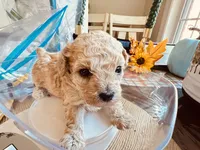 Jon SNOW , a male Poodle - Toy  for sale in Henderson, TN – 3 of 4