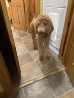 Annie, a female English Goldendoodle for sale in South Bend, IN – 2 of 5