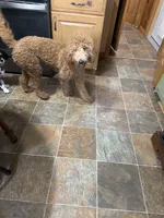 Annie, a female English Goldendoodle for sale in South Bend, IN – 5 of 5