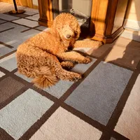 Annie, a female Goldendoodle for sale in South Bend, IN – 8 of 9