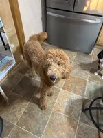 Annie, a female English Goldendoodle for sale in South Bend, IN – 4 of 5