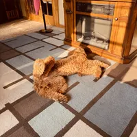 Annie, a female Goldendoodle for sale in South Bend, IN – 9 of 9
