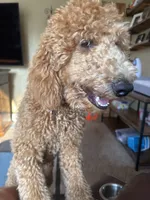 Annie, a female Goldendoodle for sale in South Bend, IN – 7 of 9