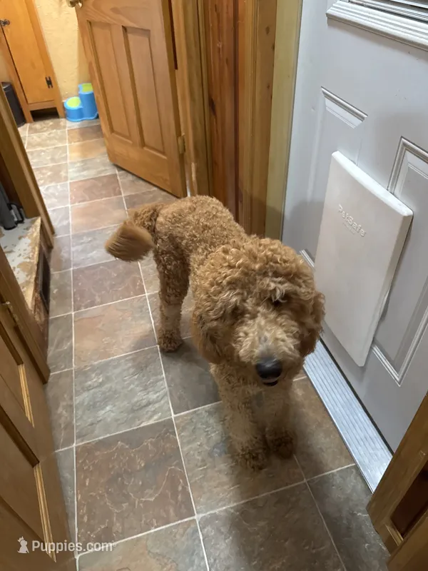 Annie – English Goldendoodle puppy for sale in South Bend, IN