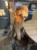 Annie, a female English Goldendoodle for sale in South Bend, IN – 3 of 5