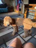 Annie, a female Goldendoodle for sale in South Bend, IN – 6 of 9