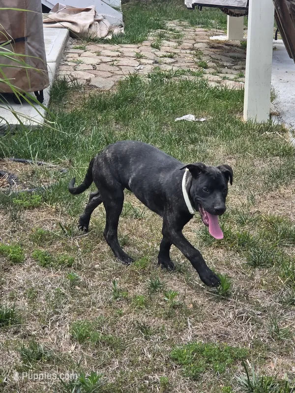 Seda – German Shepherd Dog, American Pit Bull Terrier puppy for sale in Fredericksburg, VA