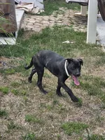 Seda, a female German Shepherd Dog and American Pit Bull Terrier for sale in Fredericksburg, VA – 1 of 6