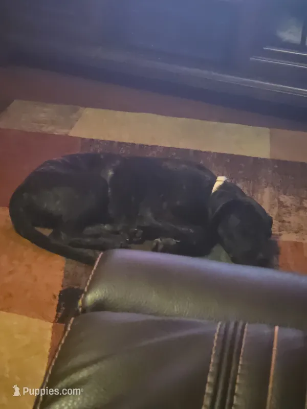 Seda – German Shepherd Dog, American Pit Bull Terrier puppy for sale in Fredericksburg, VA