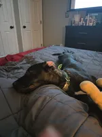 Seda, a female German Shepherd Dog and American Pit Bull Terrier for sale in Fredericksburg, VA – 6 of 6