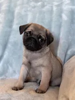 Dylan, a male Pug for sale in Brodhead, WI – Photo 3 of 5