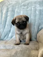 Dylan, a male Pug for sale in Brodhead, WI – Photo 4 of 5