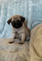 Dylan, a male Pug for sale in Brodhead, WI – Photo 5 of 5