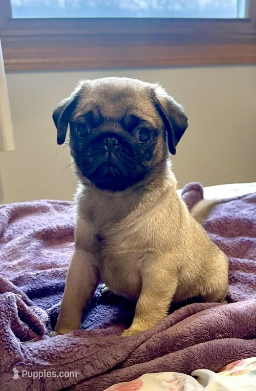 Dylan – Pug puppy on hold in Brodhead, WI